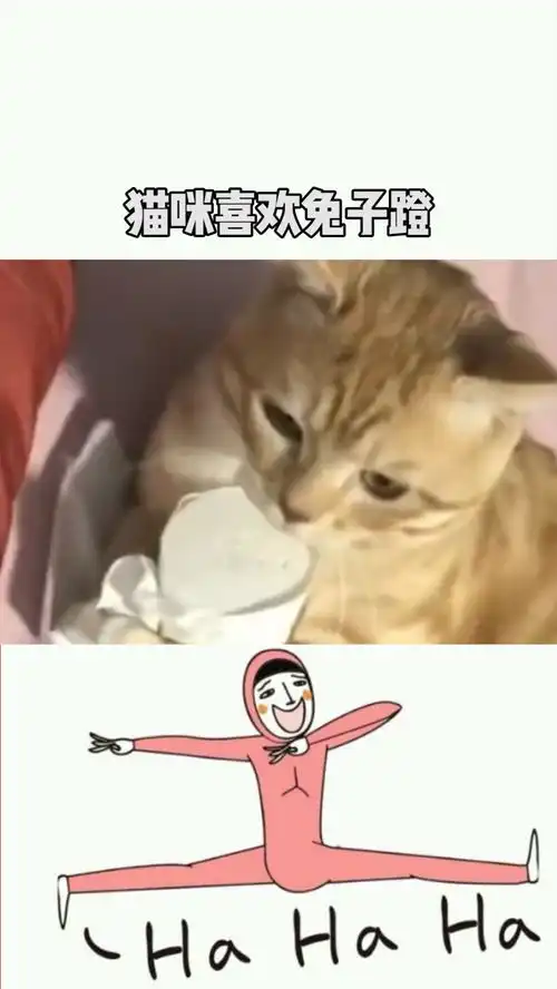  猫咪喜欢兔子蹬,太可爱了