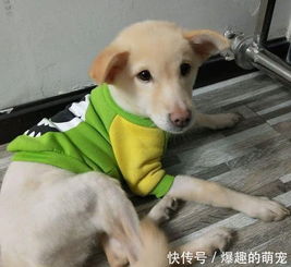  路边捡来的流浪狗交给女友,半个月后,小狗狗被宠上了天