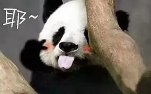  每日一笑人碰瓷见多了,你见过猫咪碰瓷没最后猫的表情亮了