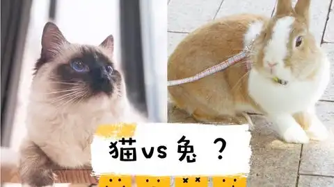  一大早起来,看见猫和兔子满地跑的我是崩溃的