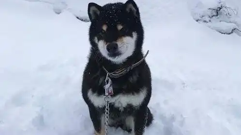  主人拿雪球调戏柴犬汪星人苦接不到表情萌翻