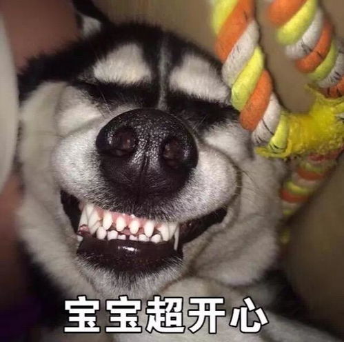  有哪些憨憨朋友圈文案让人看一次笑一次