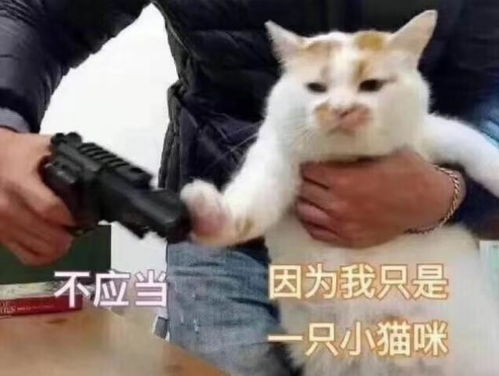 回答问题表情包图片