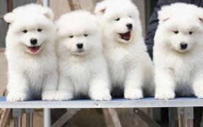  永盛犬业十多年的繁殖经验纯种萨摩耶犬同城免费送狗