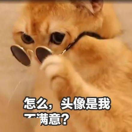  渣猫玩弄狗子的感情第100期喵表情