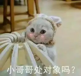 小猫咪表情包原图处对象