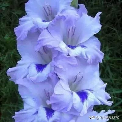  美丽花卉四图片选自网络