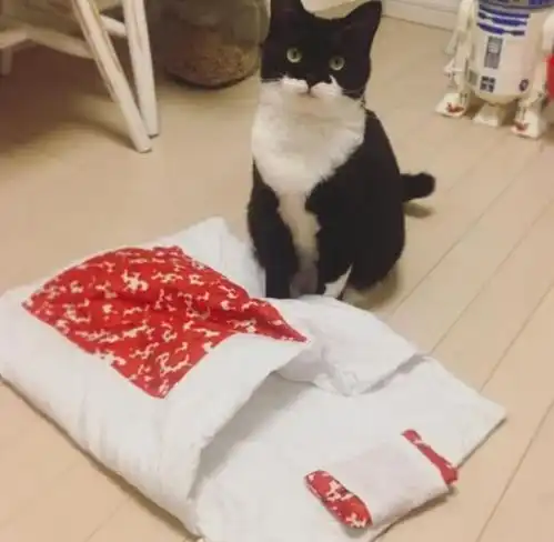  买了个猫睡袋,没想到这蠢货出不来了