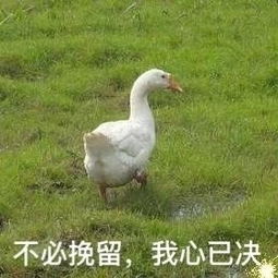  鹅鹅鹅表情包鹅鹅鹅微信表情包鹅鹅鹅qq表情包发表情fabiaoqing.com