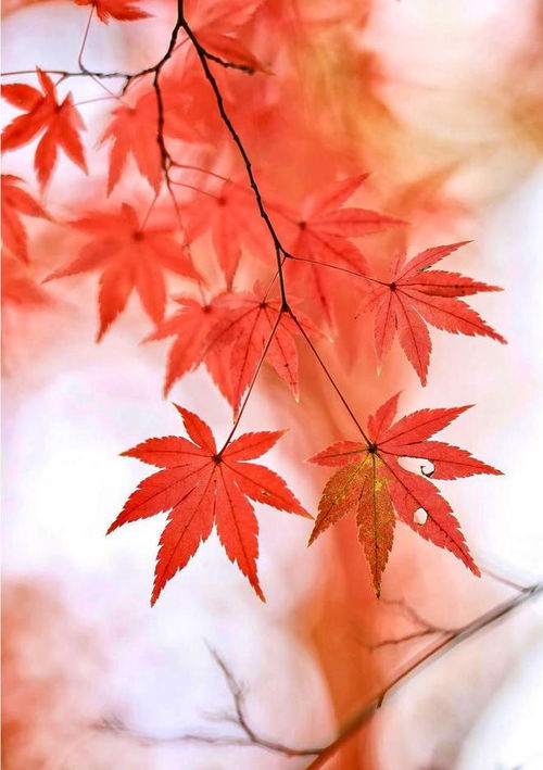  7个枫叶摄影技巧,普通人手机也能拍出电影感秋日大片