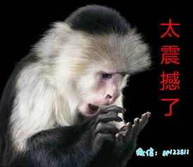  不要等到大跌的时候在后悔看不看由你