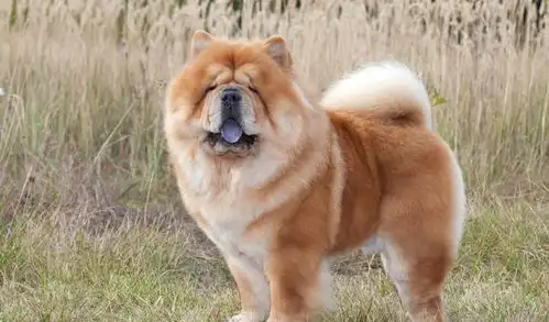  卷尾易区分狼和狗,除了柴犬萨摩,13种卷尾狗你认识几种