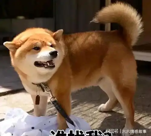  狗狗走向衰老,常有这几个表现,说明生命进入倒计时