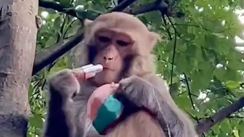  女子围观黔灵山猴子抢水被盯上,被抢包后大喊我的身份证,我的口红
