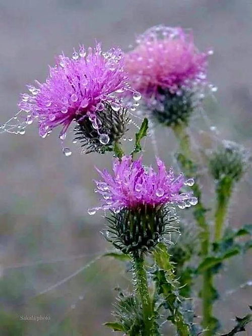  自然风光山水花草树木