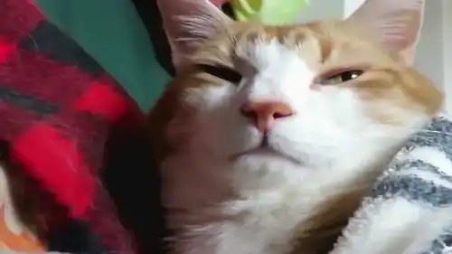  橘猫被吵醒后这一脸不爽的表情,简直太逗了,铲屎官就属你懒