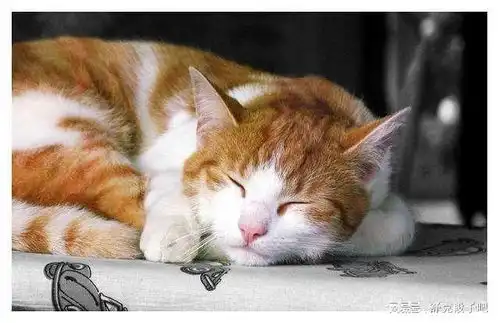  猫咪频繁发出呼噜声意味着什么铲屎官要注意了