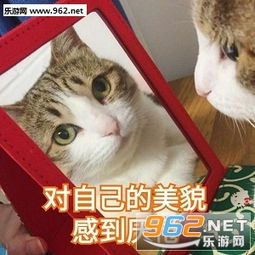 朕的江山要亡了表情包我跟你讲我就这表情猫咪表情包下载乐游网游戏下载