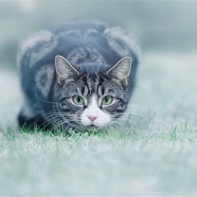  微信小猫头像,草地里玩耍的猫咪图片