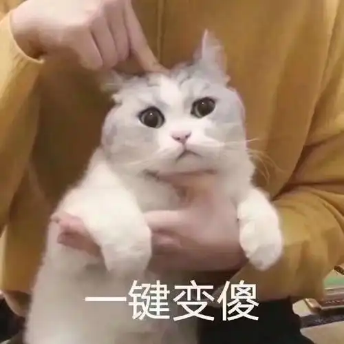  表情包谁不喜欢可爱的猫咪呢