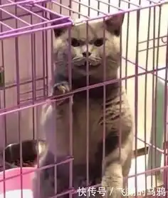  猫主将犯错猫咪关进笼子,猫咪在笼中的表情却吓得猫主不敢靠近