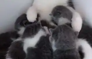  小奶猫一拥而上抢着吃奶,猫妈的表情亮了,网友生无可恋