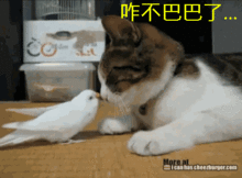  不用打字就可以聊天的图片