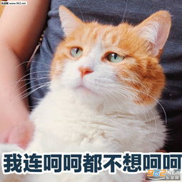  性感渣男在线陪玩表情包我连呵呵都不想呵呵表情包图片下载乐游网游戏下载