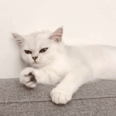  在最热猫咪表情包大合集速收