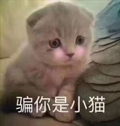  向你转账520.00