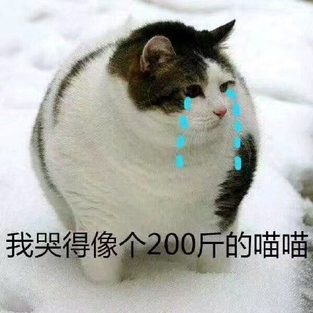 猫可爱表情包沙雕