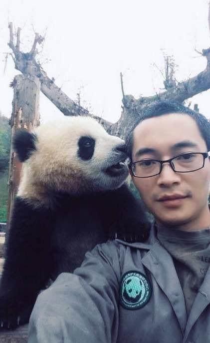  熊猫界的头号网红,知道叫什么名字吗让我们来认识一下吧蔓越莓