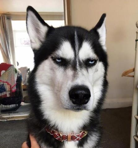  猥琐网红哈士奇结婚了,它的老婆太清秀网友好白菜被猪拱了