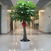  微信头像绿色植物树微信头像图片大全