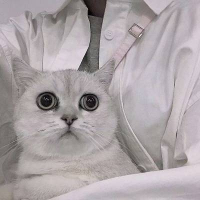  猫咪情侣头像一对两张猫系列情侣头像一左一右
