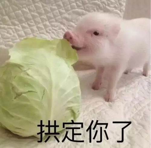  动图宇宙抖音10万点赞猪年壁纸表情包,外面有猪的别点