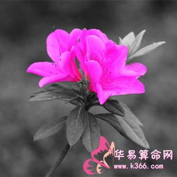 狮子座女生如何选择适合自己的发型