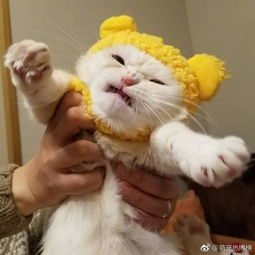  惯偷被抓语出惊人都怪别人不上锁让我去犯罪