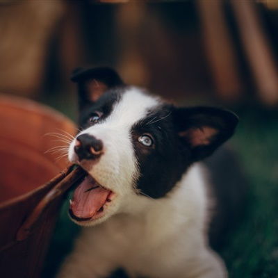 小羊公仔情侣头像牧羊犬
