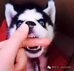  养了二哈,你就拥有了一个强大的表情包保证你每天笑的合不拢嘴