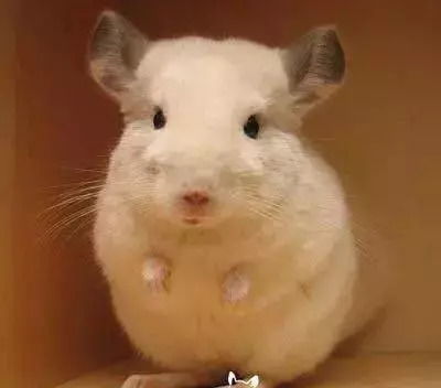  龙猫这个小可爱呀