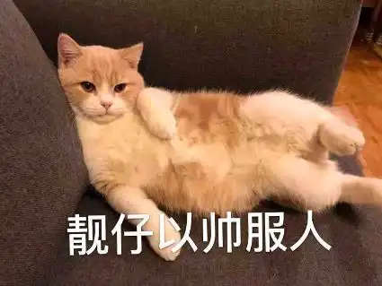 可爱喵咪表情包表情