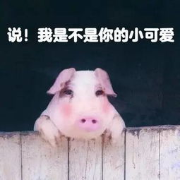  猪猪表情包
