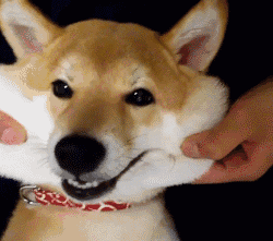  你猜为什么我会有那么多表情包因为我养了一只柴犬