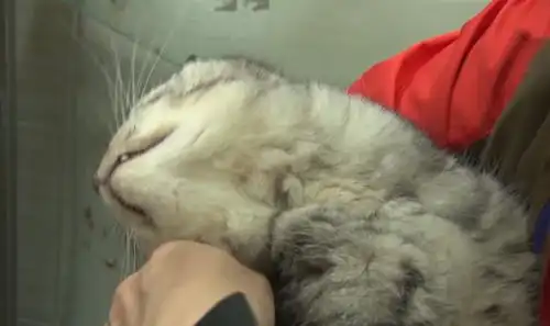  猫咪被喜欢它的人偷走,两个月后因病被抛弃,再见主人时很激动