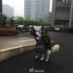  狗狗耍流氓啦网曝阿拉斯加狗当街撩妹最后被城管带走了