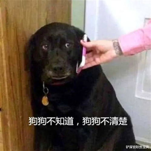  趁主人熟睡狗狗揩油摸屁股,还露出一脸满足,网友这表情绝了