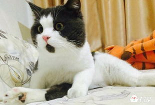  猫咪口臭,怪猫喽