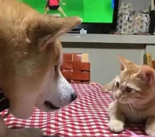  狗的前任猫死了,一直到这只小橘猫出现