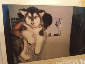  王思聪为爱犬做美甲表情宠溺网友狗生赢家